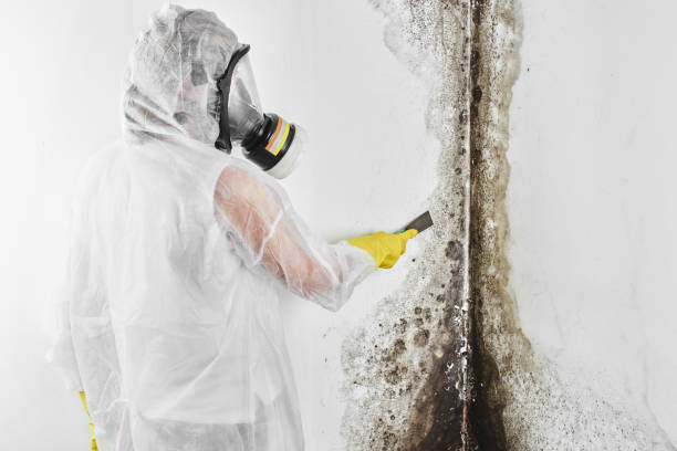 Best Black Mold Removal  in Cedar Point, NC