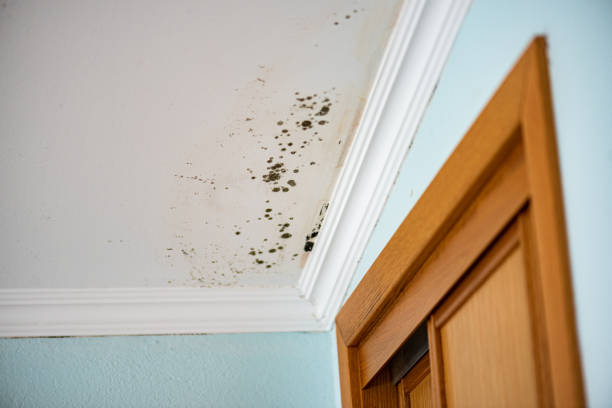 Best Attic Mold Removal  in Cedar Point, NC