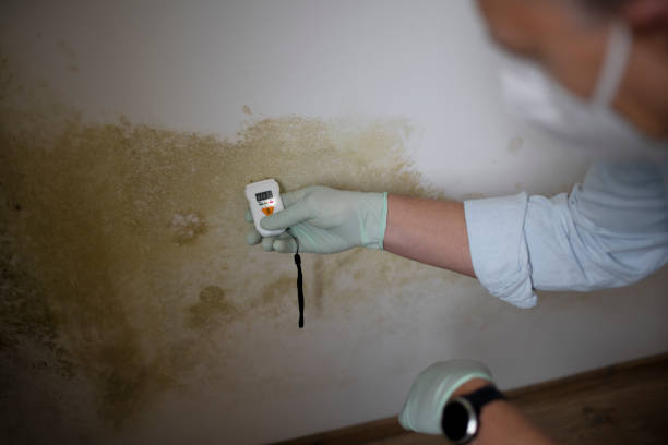 Best Affordable Mold Removal  in Cedar Point, NC