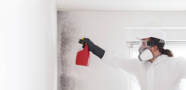 Best Mold Remediation  in Cedar Point, NC