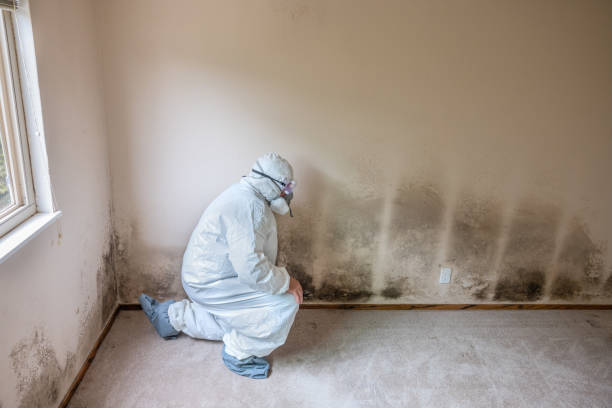 Best Toxic Mold Removal  in Cedar Point, NC