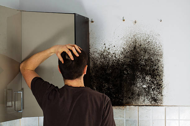 Best Mold Testing  in Cedar Point, NC